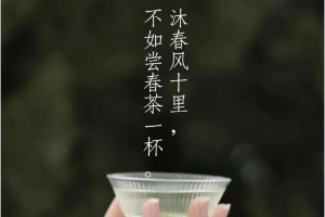 元宝街春日茶话 | 在氤氲的茶色中，寻找最纯粹的自己